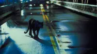 Задник до фильму"Люди-коти" #305563