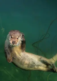 Billy & Molly: An Otter Love Story