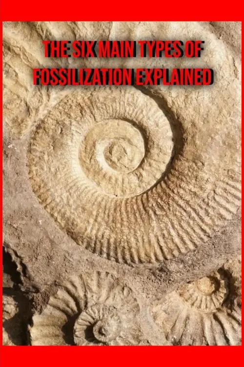 Постер до фільму "The Six Main Types of Fossilization Explained"