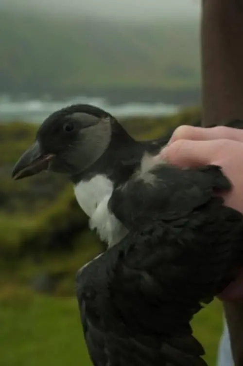 Постер до фільму "Puffling"