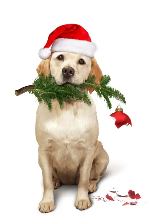 Постер до фільму "The Dog Who Saved Christmas"