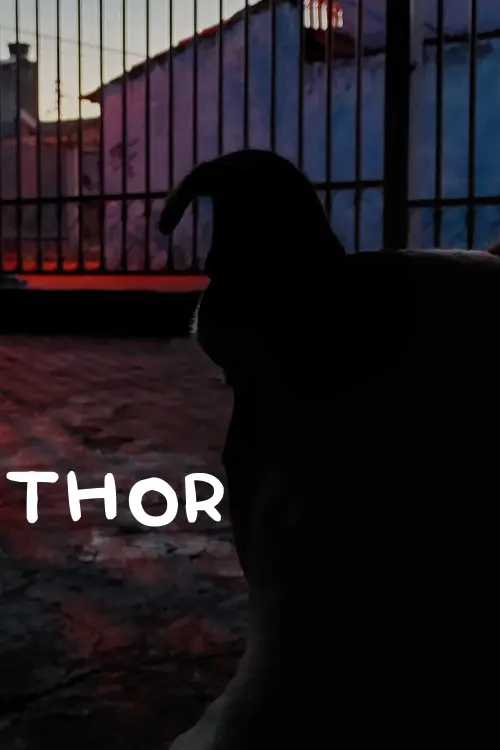 Постер до фільму "Thor"