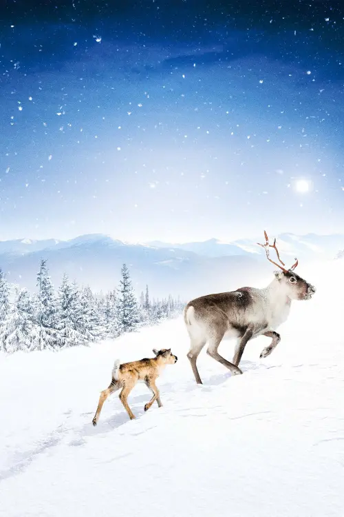 Постер до фільму "A Reindeer