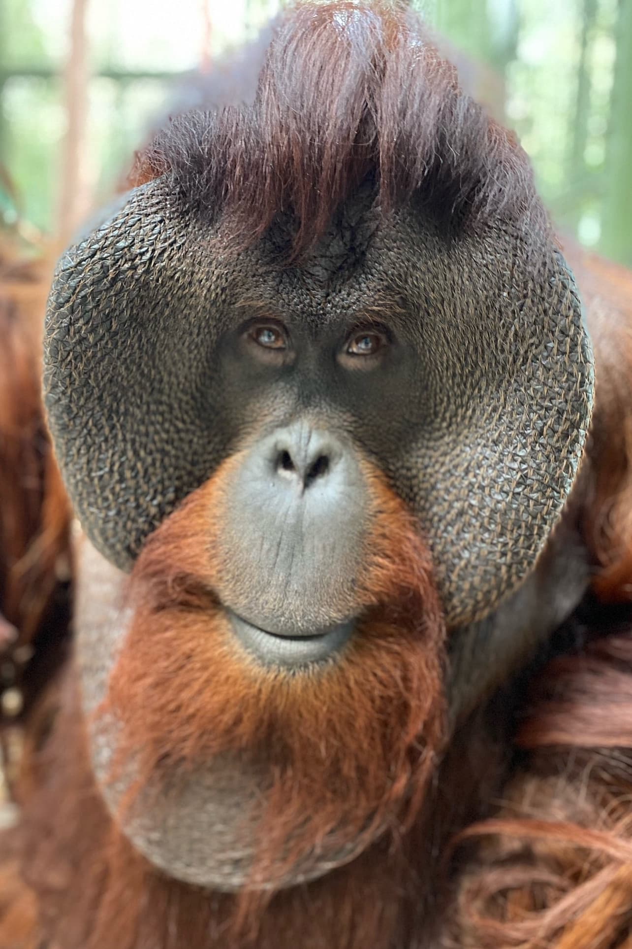 Фото  (Sam the Orangutan)