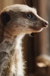 Фото Сурикат Елвіс (Elvis the Meerkat)