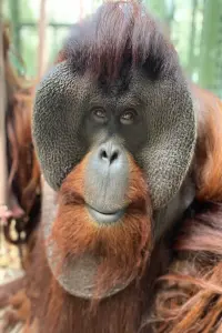 Фото  (Sam the Orangutan)