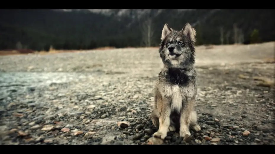 Відео до фільму Тоґо | Togo - Bande Annonce [VF]