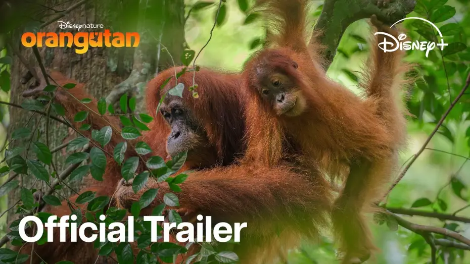 Відео до фільму Orangutan | Stream On Disney+ April 22