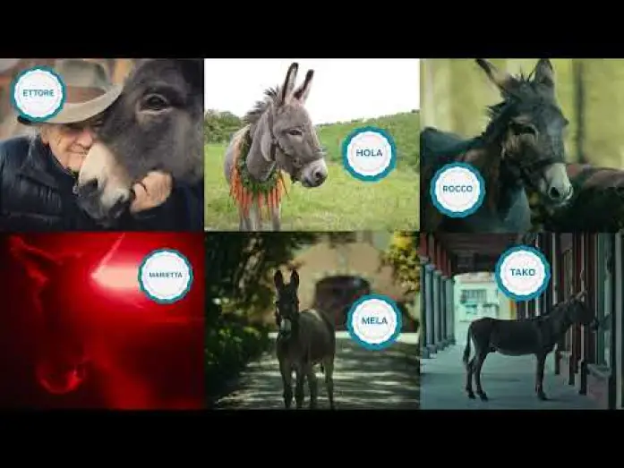 Відео до фільму ІА | Jerzy Skolimowski and Ewa Piaskowska on their six star Sardinian donkeys.