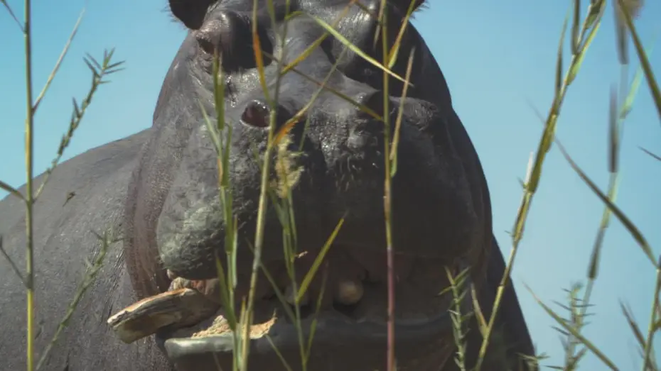 Відео до фільму Pepe | Trailer [Subtitled]