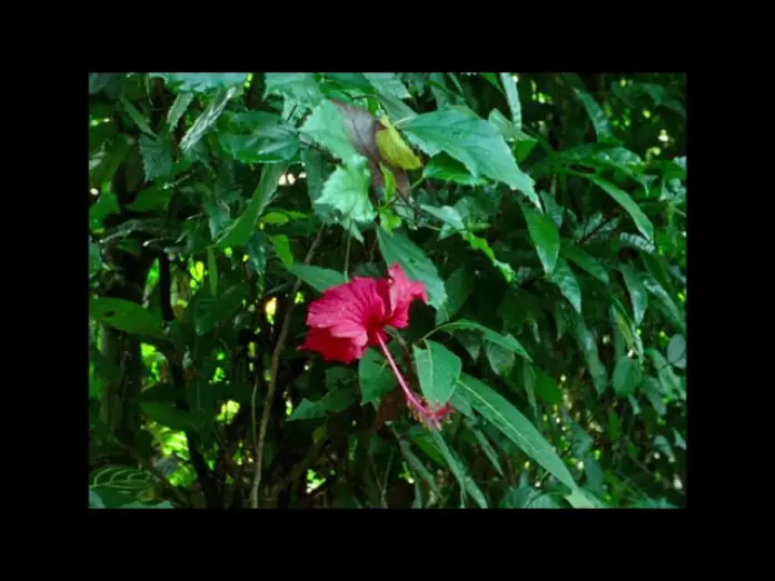 Відео до фільму T&oacute;c, giấy v&agrave; nước... | FNC 2025 | Hair, Paper, Water... (Trương Minh Qu&yacute;, Nicolas Graux)