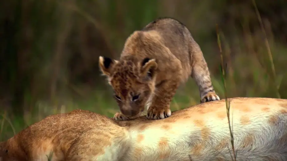 Відео до фільму Африканські кішки | African Cats: Official Trailer 2