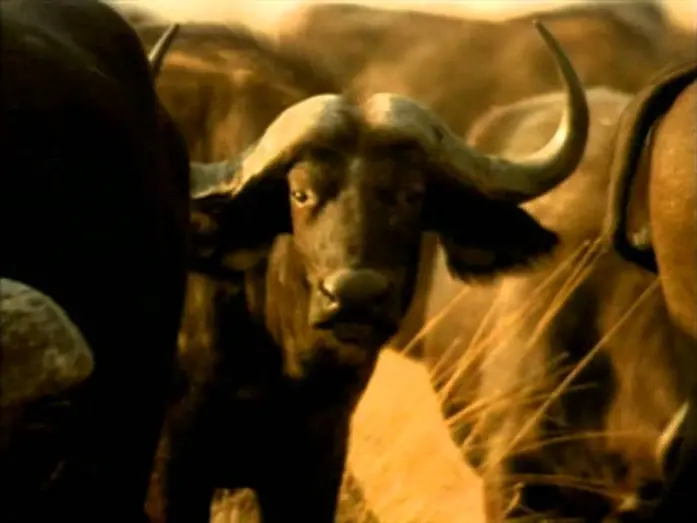 Відео до фільму Whispers: An Elephant's Tale | Whispers: An Elephant's Tale