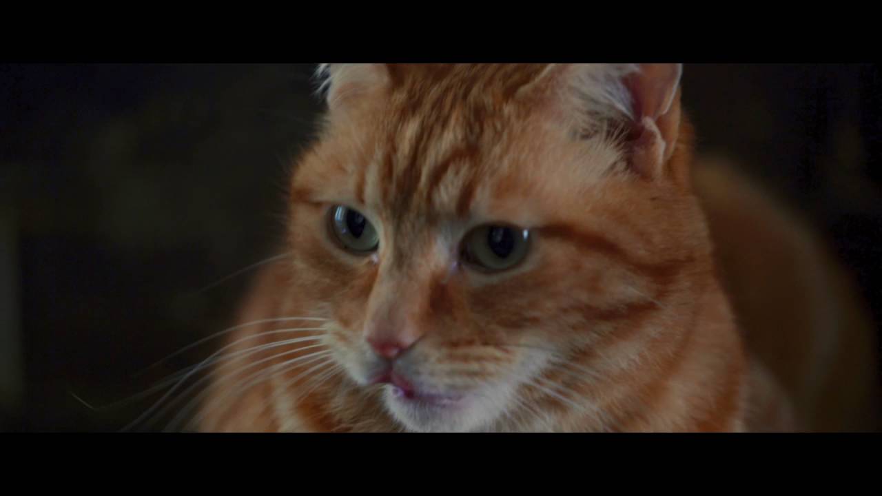Відео до фільму Вуличний кіт на ім&rsquo;я Боб | A Street Cat Named Bob - Stairwell Clip - At Cinemas November 4