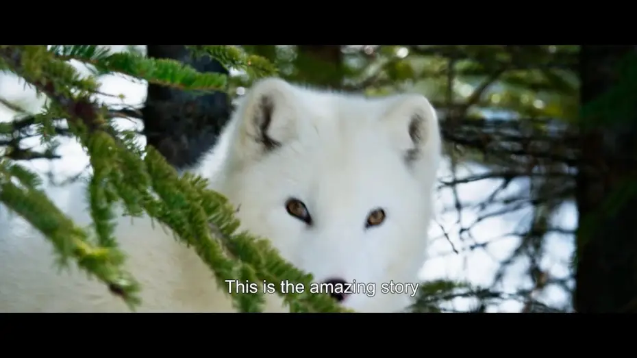 Відео до фільму Кіна та Юк: Пухнасті пригоди | Trailer [Subtitled]