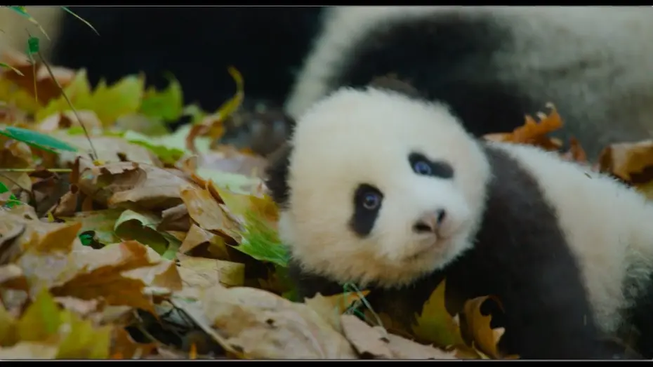 Відео до фільму Born in China | Disneynature's Born in China Official US Trailer