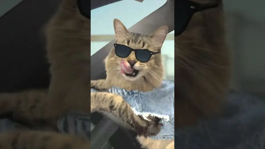 Відео до фільму Спіймати на гарячому | Cat Chase