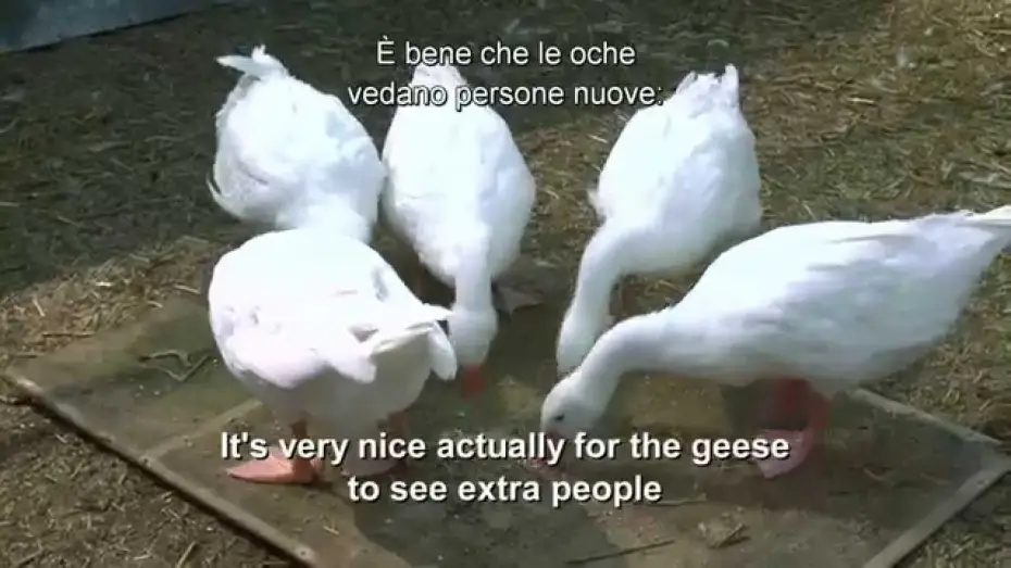 Відео до фільму Попелюшка | Cenerentola - Addrestare le oche - Pod dal film | HD