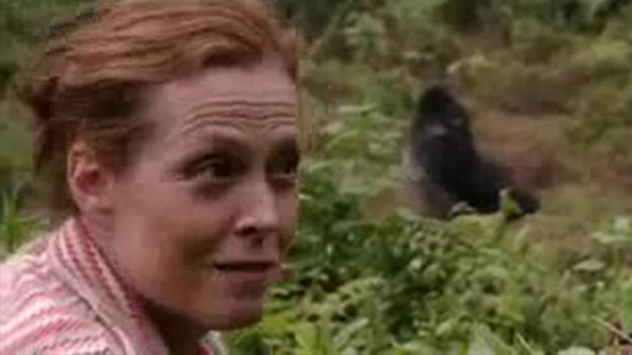 Відео до фільму Gorillas in the Mist | Sigourney Weaver Reunites with the Gorillas from 'Gorillas in the Mist'