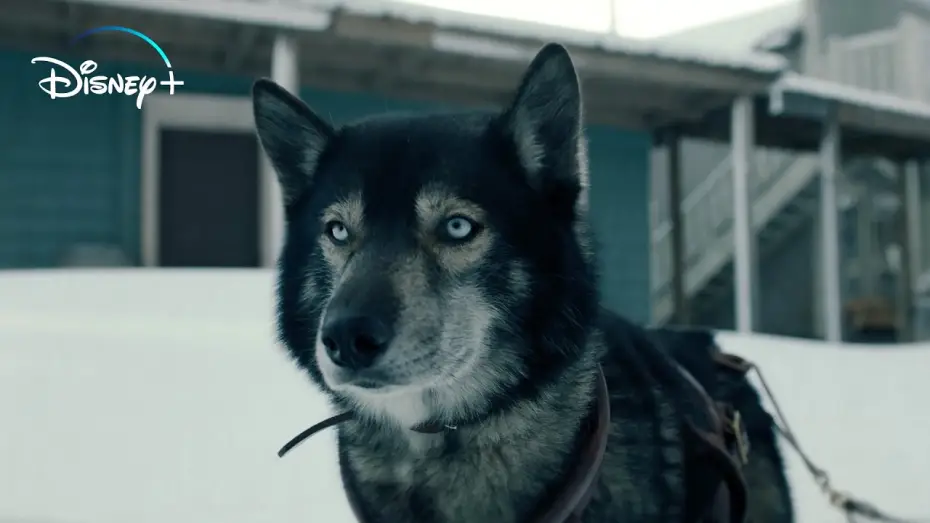 Відео до фільму Тоґо | Togo: Una Grande Amicizia - Trailer Ufficiale | Dal 24 Marzo in streaming su Disney+