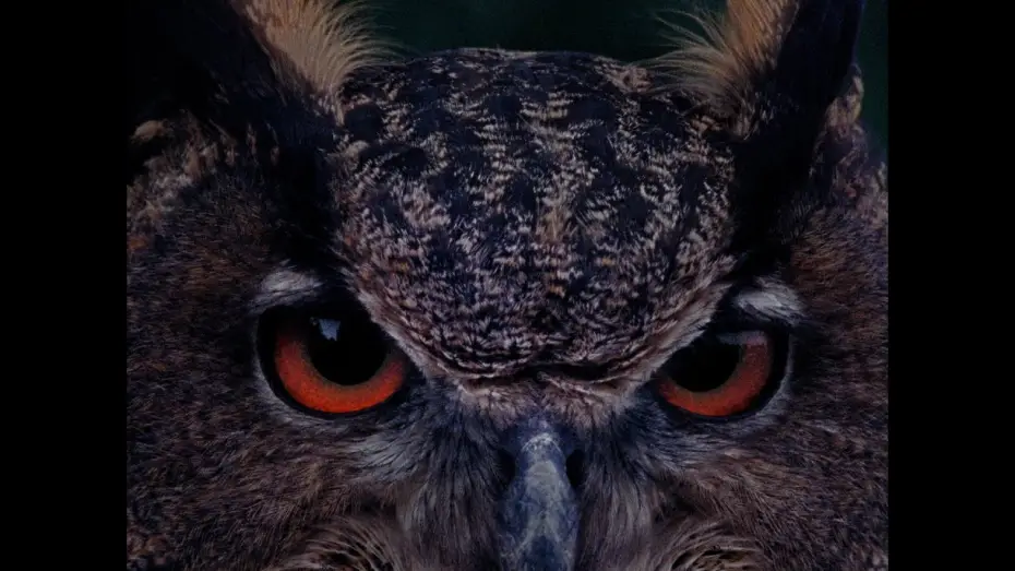 Відео до фільму B for Bartleby | TRAILER B wie Bartleby (Angela Summereder, AT-2025) OmdU