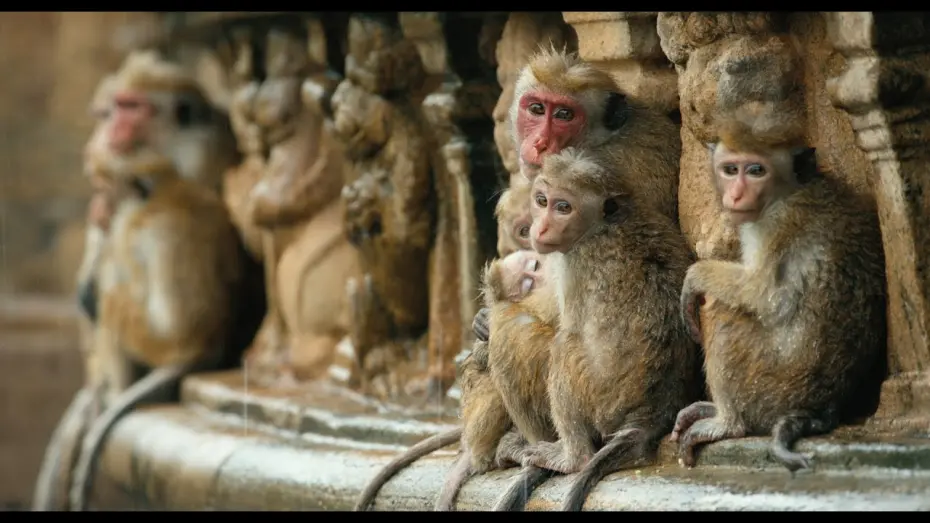 Відео до фільму Королівство мавп | Disneynature