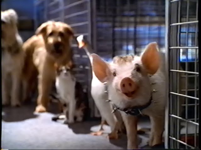 Відео до фільму Бейб: Поросятко у місті | Babe - Pig in the City (1998) Teaser (VHS Capture)