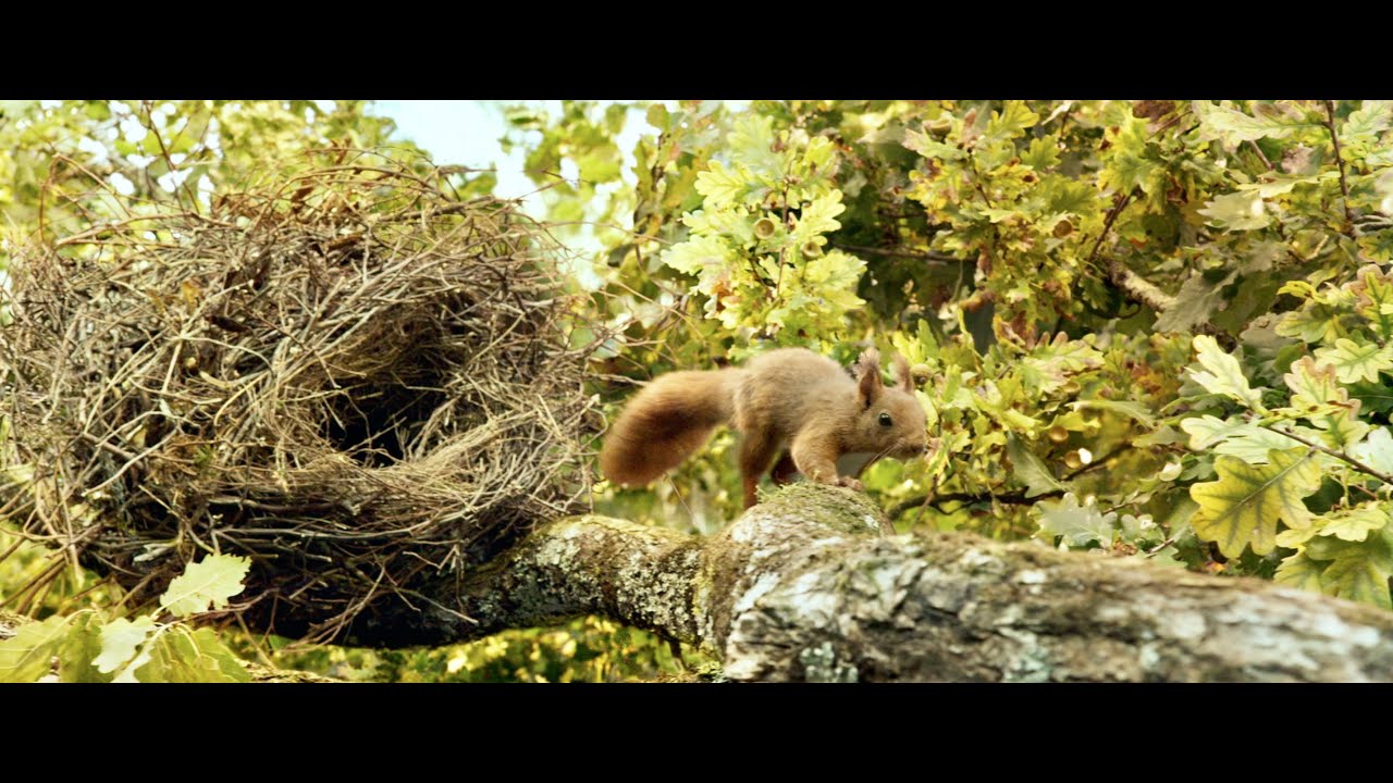 Відео до фільму Heart of an Oak | Heart of Oak / Le Chêne (2022) - Trailer (English Subs)