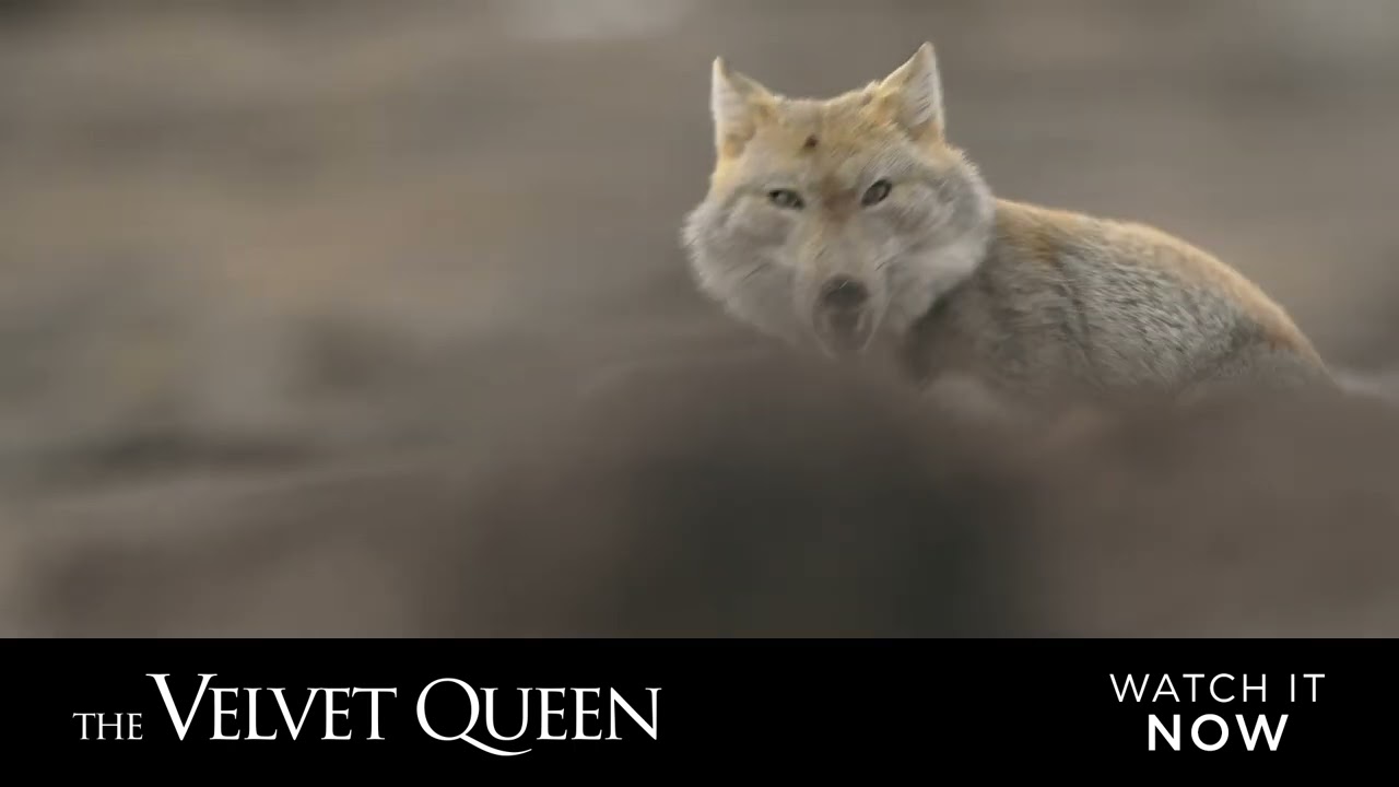 Відео до фільму The Velvet Queen | The Velvet Queen - English Sub Title