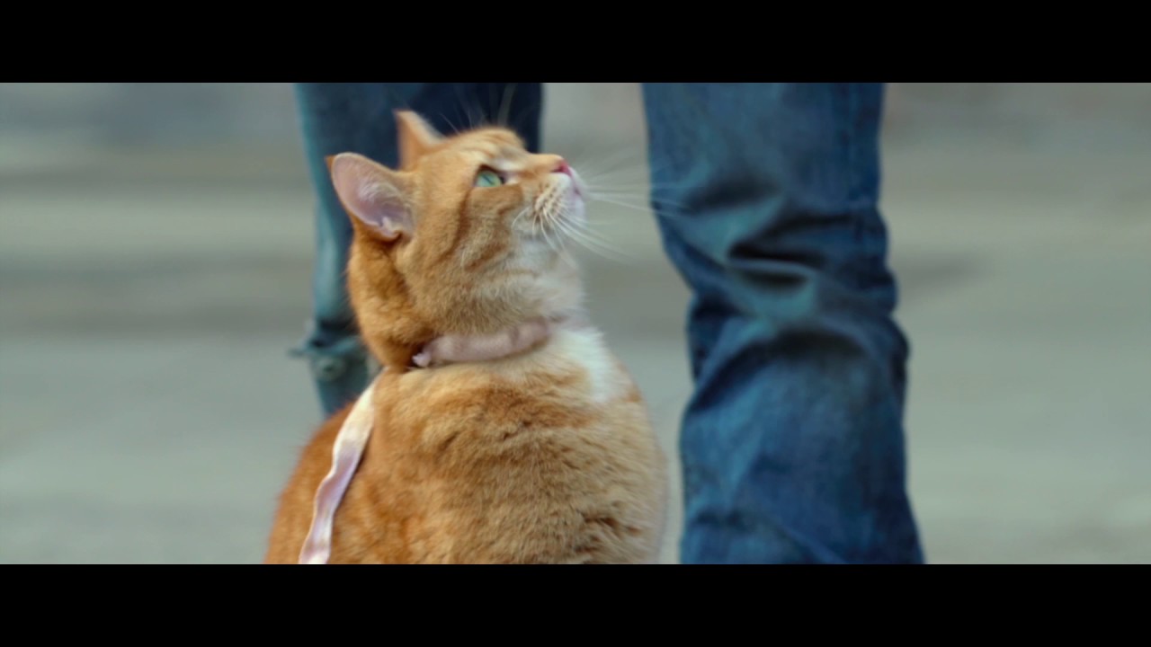 Відео до фільму Вуличний кіт на ім’я Боб | A Street Cat Named Bob - Getting the Punters In Clip - At Cinemas Now