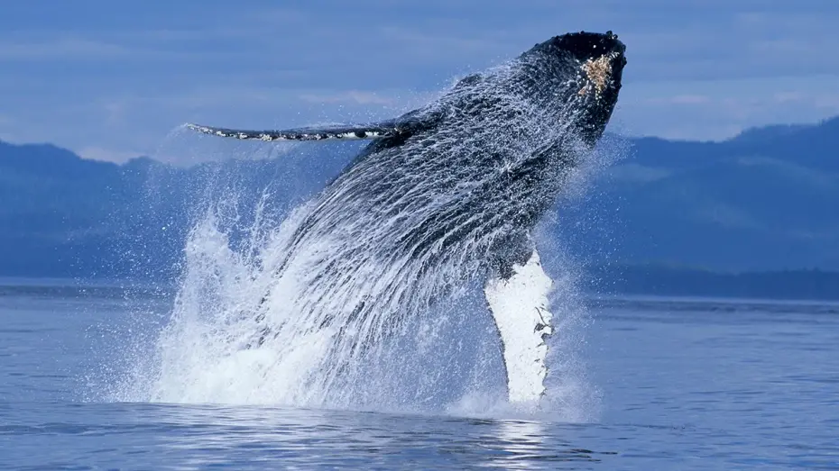 Відео до фільму Горбаті кити | Humpback Whales - Narrated by Ewan McGregor - Official IMAX Trailer - 4K