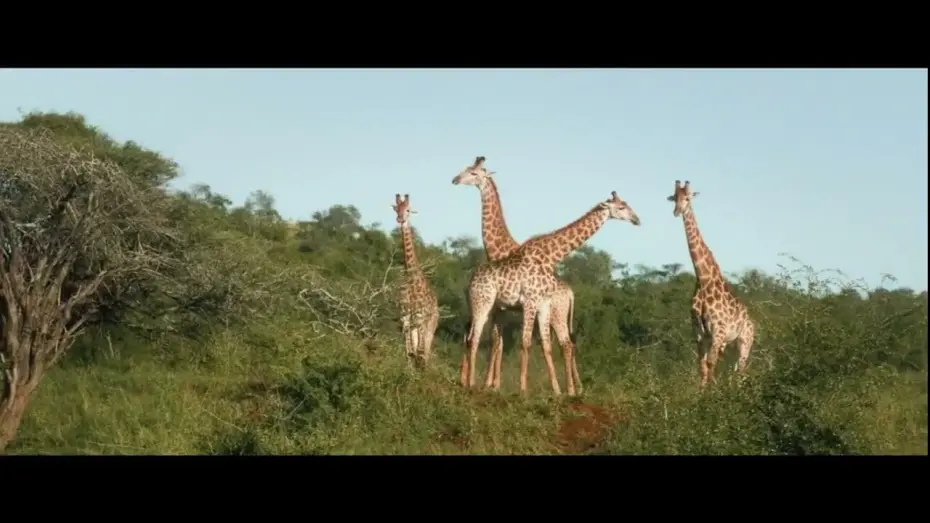 Відео до фільму Thabo and the Rhino Case | Trailer - Be a Wildlife Advocate!