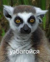 Антон Бондарев