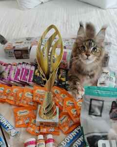 Yukita Maine coon