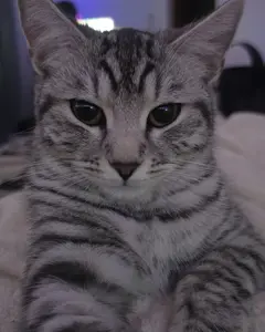 Айра 