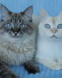 yuchmeow 