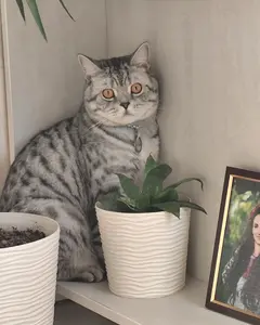 Лео 