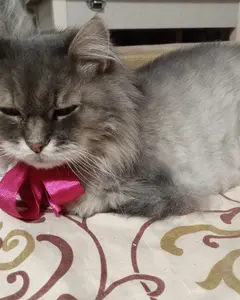 Ірина Медведєва