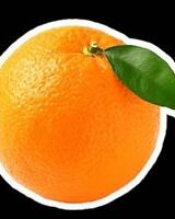 Mandarin Sasha