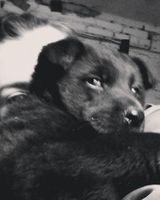 Luna Rid