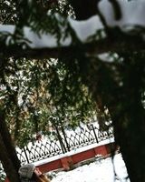 Карина Красновид