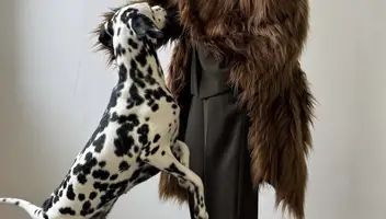 Шукаю собаку Долматинця