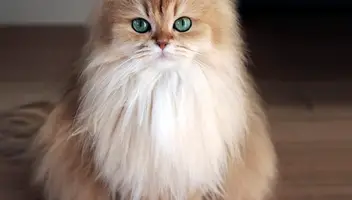 Шукаю пухнастого, довгошерстного кота