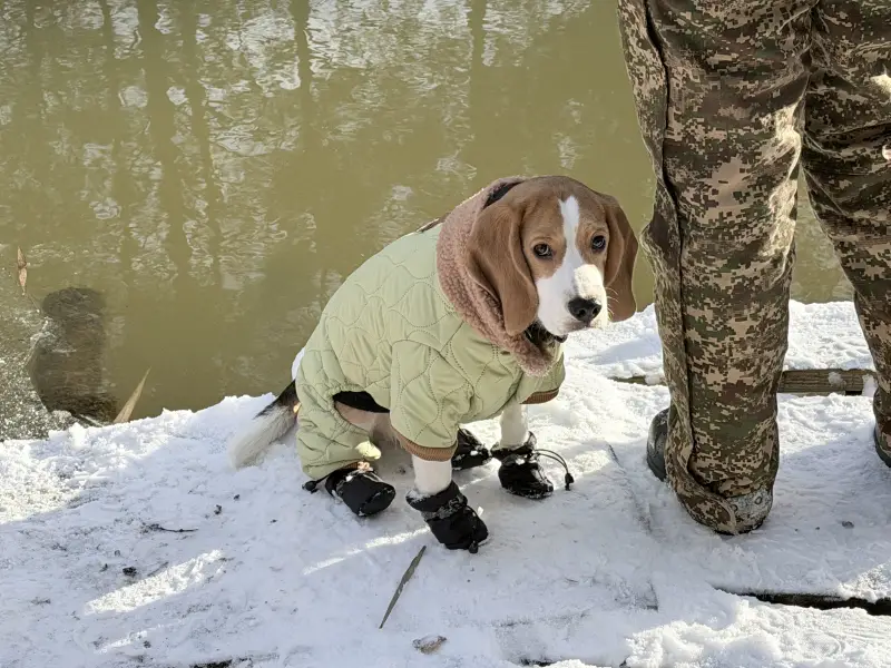 Фото Дівчинка Бігль