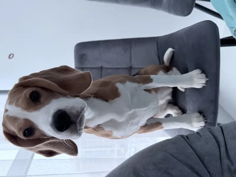 Фото Дівчинка Бігль