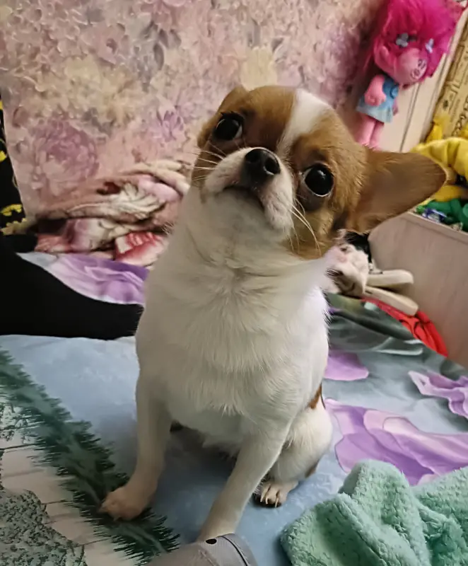 Фото Мини Чихуахуа смешная активная