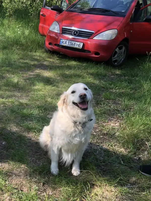 Фото Золотистий ретрівер звати Белла