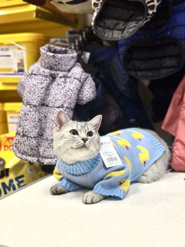 Фото Кішка скотіш страйт 