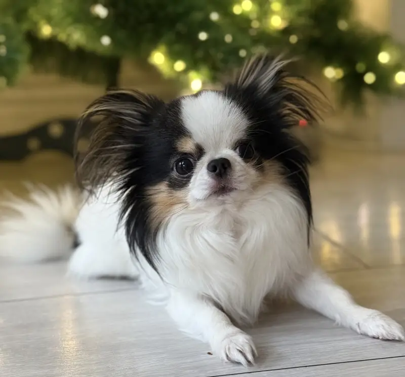 Фото 🐶 Ексклюзивний, зірковий песик.