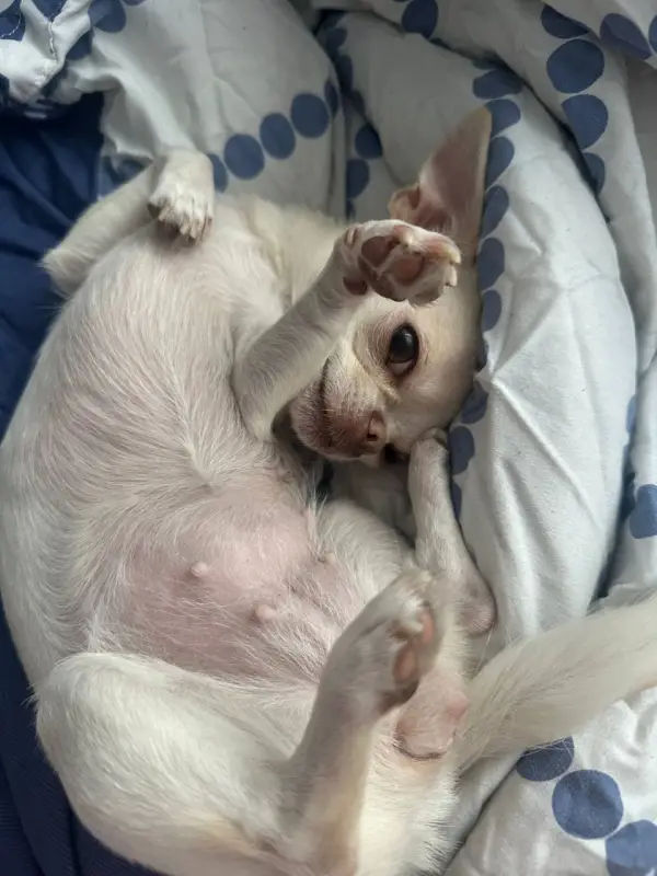 Фото Єва, 5 років для фото-відео зйомок реклами